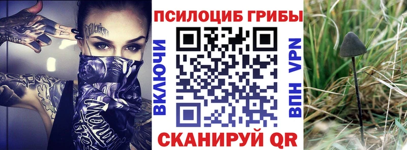 где найти   Шимановск  Псилоцибиновые грибы мицелий 